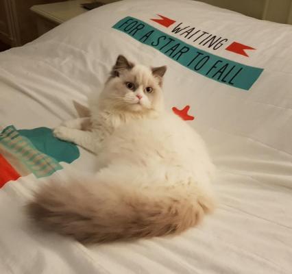 Noursons, levage de British Longhair