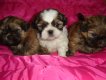 De L'eternel Mitness, levage de Shih Tzu