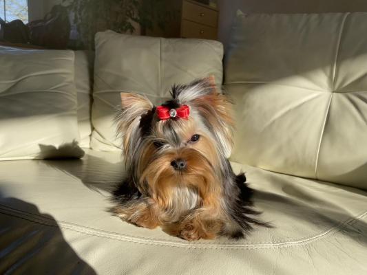 Du Manoir De Lacorbie, levage de Yorkshire Terrier