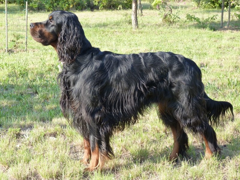 Gordon Setter Association