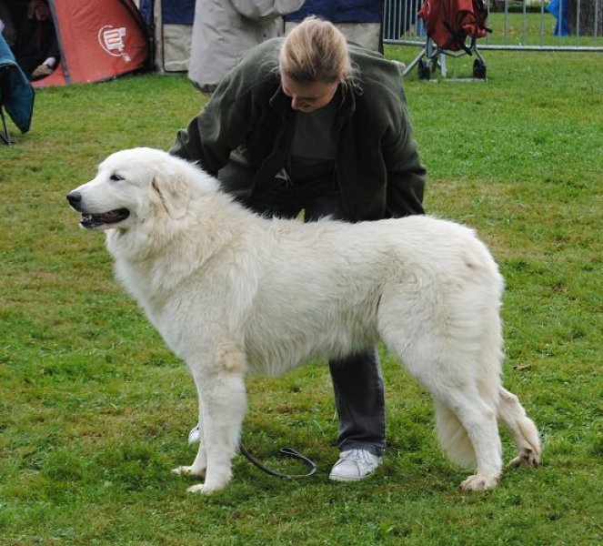 élevage De Bigérionne Femelle Pour La Race Chien De