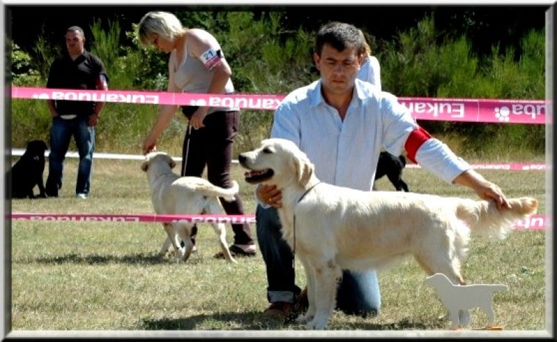 Magnifique fille de BACCARA & d' ATCHOUM.<br />
<br />
dtails sur notre site:<br />
www.goldenretriever-aussie.com