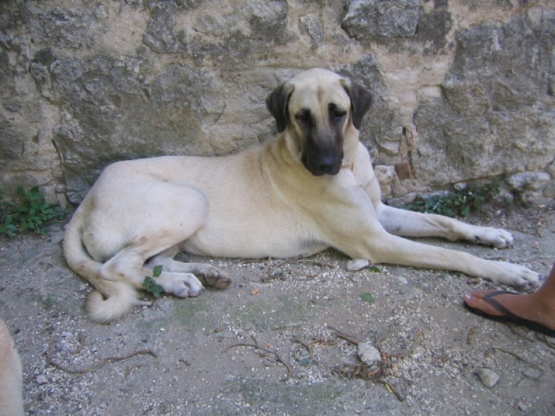 chienne qui devrait entrer en chaleurs et donc etre saillie au debut de l annee 2010<br />
elle ressemble fortement a feu ENVY sa mere formidable et malheureusement DCD