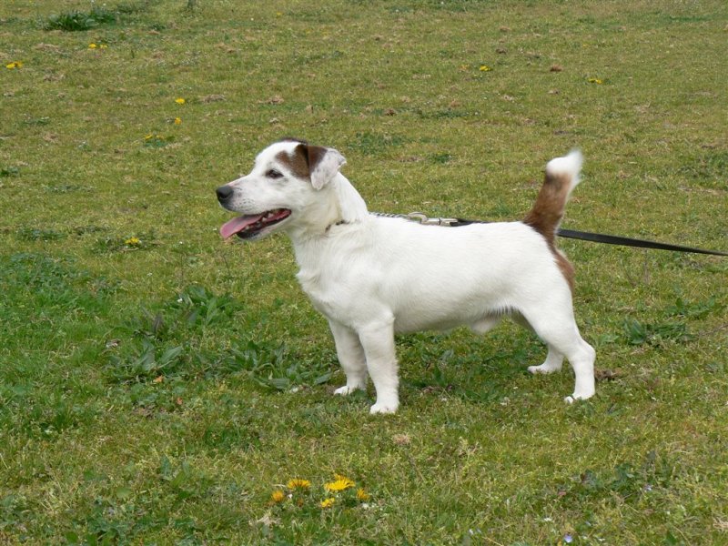 Etalon Jack Russell, trs typ, fils du Champion International de beaut et de travail Fox Mayo land. C'est un excellent reproducteur: plusieurs fils et filles prims en exposition. Il est trs gentil, obissant et joueur.<br />
DISPONIBLE POUR SAILLIES.