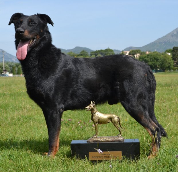 Drago est un talon, cotation 4, indemne de dysplasie, Champion de France, champion du luxembourg, champion de suisse, mditrranean Winner, champion d'italie, champione international d'expositions , champion international de beaut, champion d'espagne, Champion du Monde, brevet mondioring et certificat RCI et RCI 1, c'est un chien avec un excellent caractre, trs quilibr et qui commence  produire des chiots  son image que nous pourrons dcouvrir bientot!!