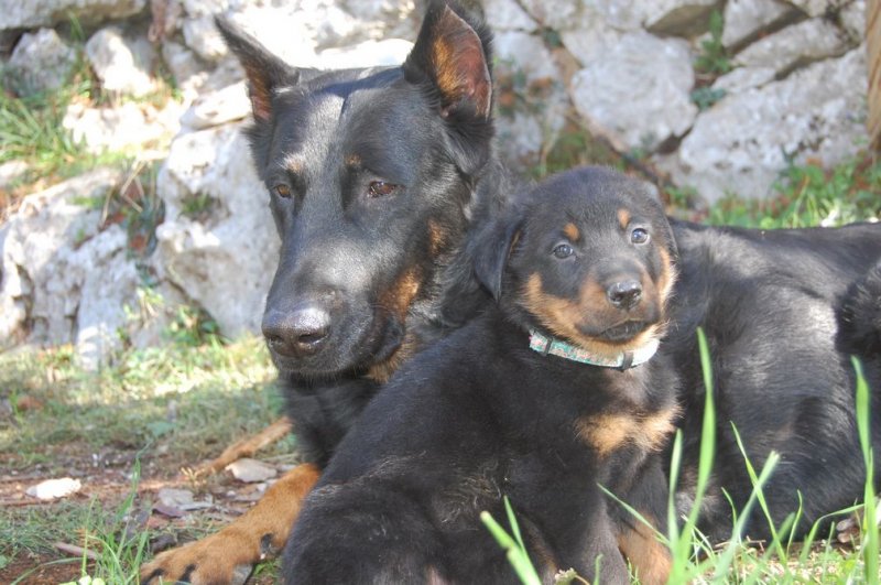 Toscane est une chienne extraordinaire, elle est Elite A, brevete chien de dfense, et certificat RCI et RCI 1 , elle est championne de France, championne du luxembourg, championne d'italie, championne de monaco, championne internationale d'expositions et championne internationale de beaut, elle a produit le champion de France 2010 et de la championne d'europe 2010!!! elle est la beaut et l'quilibre meme du beauceron, maintenant elle coule une retraite heureuse  l'levage auprs de sa soeur Stella et de ses enfants et petits enfants!!!