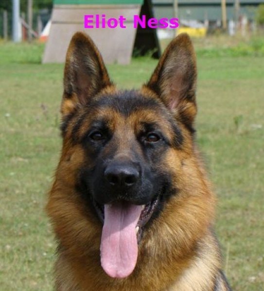 L'levage du NORMONT vous prsente son talon: ELIOT NESS, vice-champion Nationale d'2levage 2010, 13eme au Championnat du MONDE, RCI 2, KKL1 , indemne de dysplasie des hanches et des coudes.<br />
Super caractre, sociable, joueur et gardien.<br />
DISPONIBLE POUR SAILLIES 