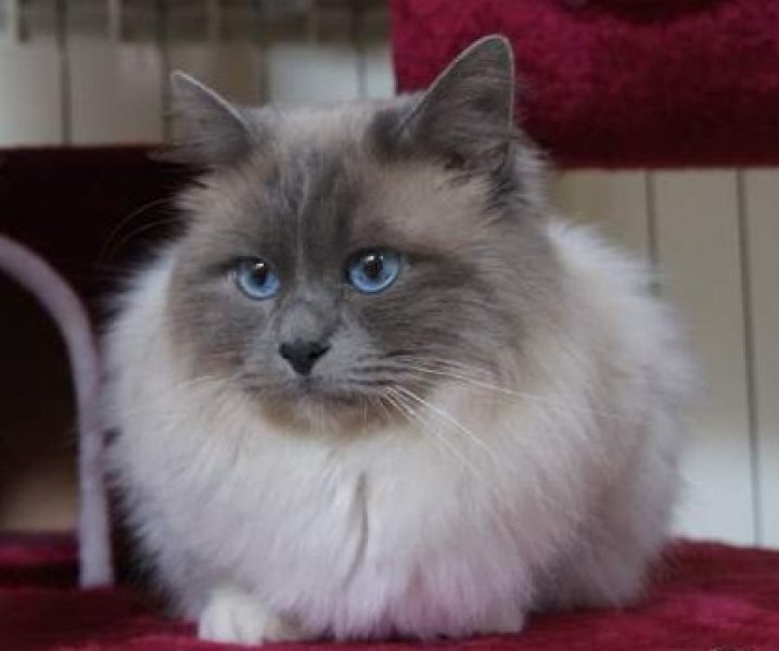 Superbe talon BIRMAN blue point avec facteur Lilac. Beau gabarit, belle fourrure, superbes yeux bleus, joli gantage.<br />
Nombreux Champions au pedigree.<br />
Excellent caractre sociable et trs clin.<br />
Reproducteur expriment, pre de nombreux et magnifiques chatons.<br />
Test FIV-FELV ngatif. Disponible pour saillies.