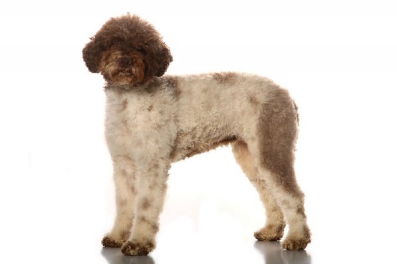 rendez-vous sur notre site:<br />
http://www.lagottoromagnolo-kennel.com