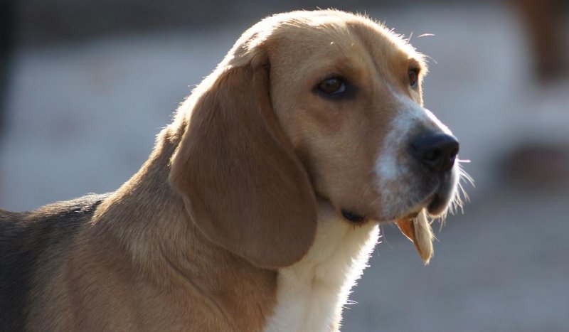 Jolie petite chienne, trs belle tte, magnifique yeux, superbe port d'oreille. <br />
Une chienne trs attachante, mais une vraie clown... Toujours  faire rire tout le monde. <br />
Elle adore passer son temps assise sur une chaise,  surveiller ce que l'on fait. 