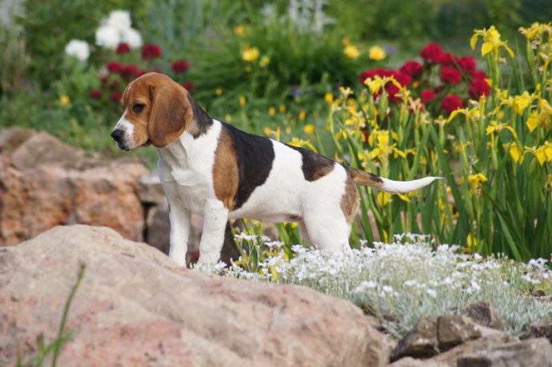 Jolie beaglette, tricolore  dominance blanche. <br />
Glinotte est unique en son genre, c'est une chienne trs pose, calme, douce, c'est pas une rapide... <br />
