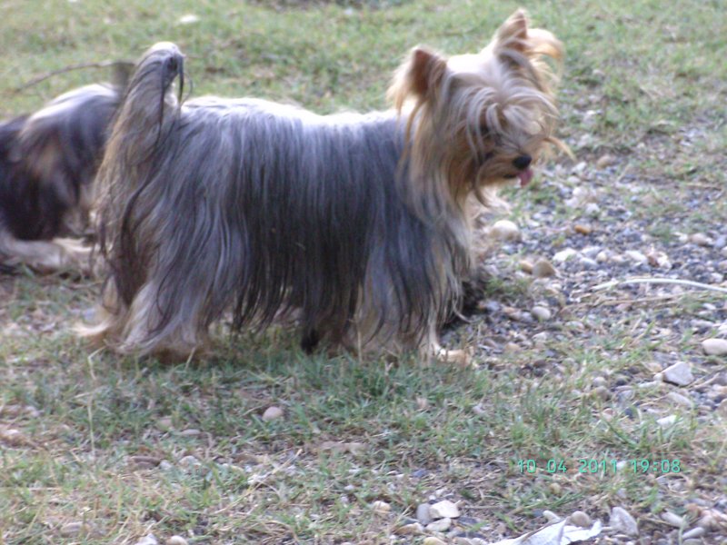   <br />
   '' FLANELLE of lover very  blue   '' jolie femelle de  2 kg 500, c ' est la maman de  Google de lou Simbo 