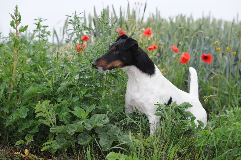 Ch Fantastic du Manoir Saint Adrien dit Fanta<br />
Champion de France de conformit au standard (CS), champion du Luxembourg<br />
Cotation : 4 points "talon recommand"<br />
TAN