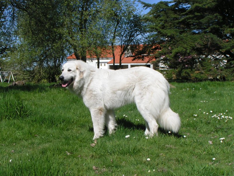 chienne recommande en France et Espagne , HD-A ,championne du luxembourg, championne internationale ,grand gabarit avec de l'os, trs calinne et proche de ses maitres