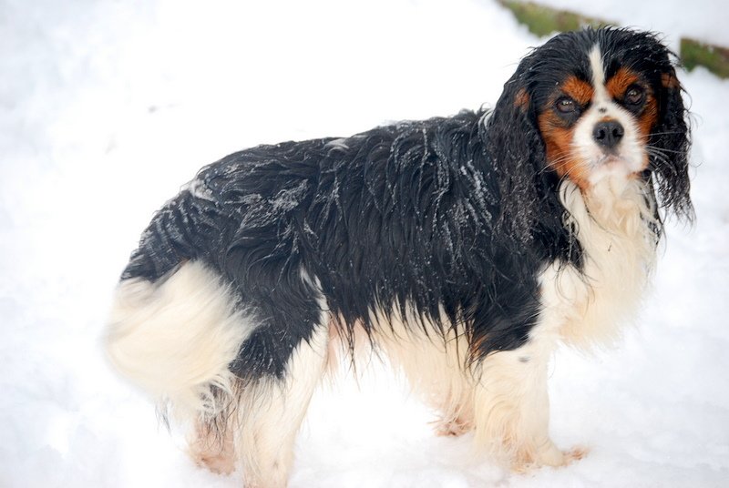 surnomm "JO", trs joli tricolore , fils du magnifique COVER BOY, ses premiers bbs sont bien plus que satisfaisants, riches en feu pour les tricolores, des ttes trs douces, et....ce que j'aime par dessus tout un super caractre gai et joueur, comme devrait tre tout les cavaliers....