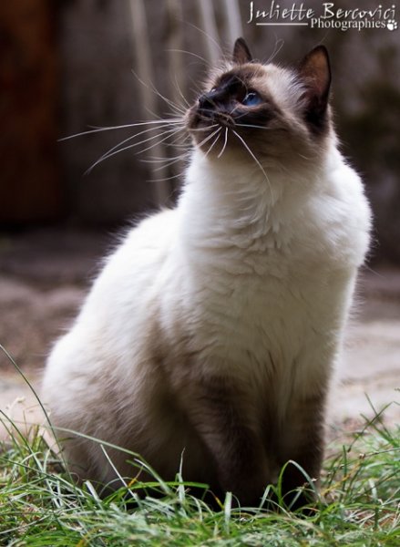 Femelle au regard profond et au caractre super clin.