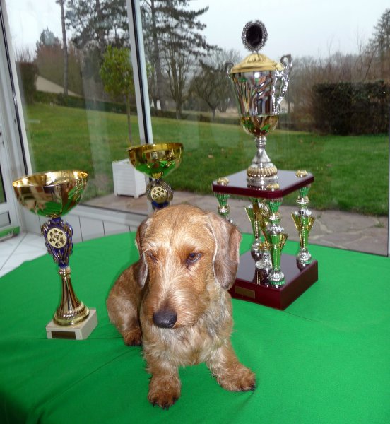 Championne d'ALLEMAGNE VDH -<br />
CACS Championnat de France 2009 - Plusieurs CACS CACIB BOB BOG<br />
<br />
SP/J SP SPK/J SP/K ST 