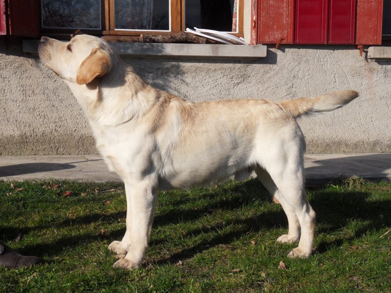 Storm est un chien qui est excellent en expositions de beaut et travail.<br />
Il apportera une excellente stabilit de caracrre,et de nombreuses qualits physiques.Control:hanches coudes et yeux.