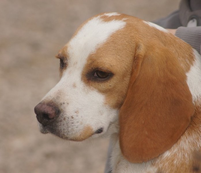 Jolie petite chienne Lemon, trs bien proportionne<br />
Elle mesure 36 cm, et pse 13 kilo. <br />
C'est une chienne toujours partante pour un calin, et pour une partie de jeux. 