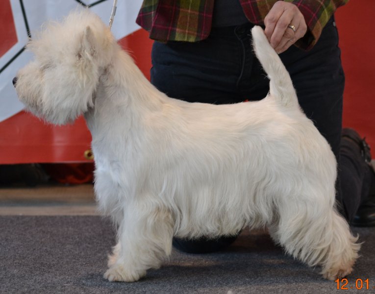 Gladiator OF White Thistle, Champion International, Champion de France , Champion d' Italie*, est indemne de CMO-0 (maladie hrditaire connue chez le West highland White Terrier) Ostodystrophie cranio-mandibulaire du chien<br />
Test sanguin effectu  l'institut gntique de Bern (CH)<br />
* en cours d' homologation