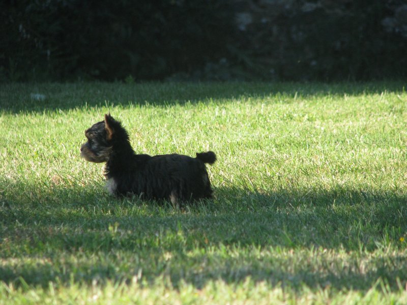 ugo boss du domaine du rochereau est la fille du multi champion Really-country du domaine d emonderlay ,et la maman est star-of-night du domaine du rochereau je suis tres heureux de ce chien il a enormement apporter a l'levage du domaine du rochereau