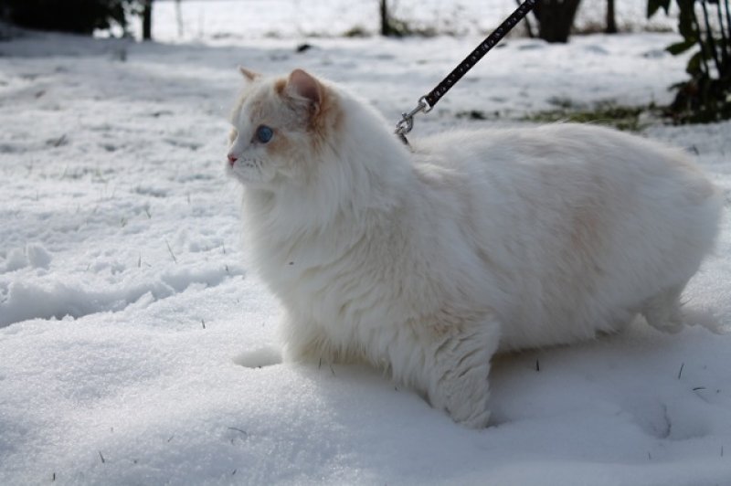 Magnifique mle ragdoll au caractre super ragdoll. Des yeux d'un bleu  s'y noyer et une fourrure super dense et paisse. Que des qualits pour notre mle reproducteur, qui, grce  sa couleur apporte le tortie dans notre levage. Le tortie, c'est le "tricolore" pour les femelles.