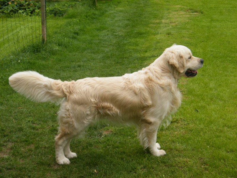 Elite, talon disponible pour saillie, Hanches B/B lecture officielle du Retriever Club de France et exempt de Tares Oculaires.<br />
2me claase intermdiaire Chateau-Gonter 2011;<br />
RCACS  la spciale de Maltot 2012.