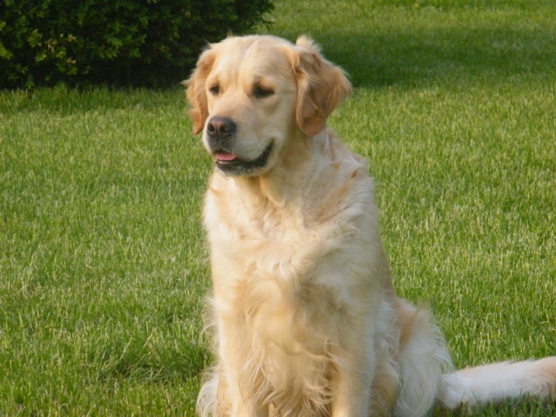 Elsa de la Valle Morgane dite "Bess", Hanches A/A lecture officielle par le Retriever Club de France.<br />
2eme classe intermdiaire Chateau-Gontier 2011<br />
2me classe ouverte spciale Golden Maltot 2012