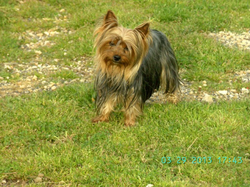 trs jolie  chienne  avec une   dmarche lgante  , une trs belle couleur de poil , poids envron 2 kg 600<br />
 des oreilles bien  portes<br />
<br />
un caractre affectueux et joueur