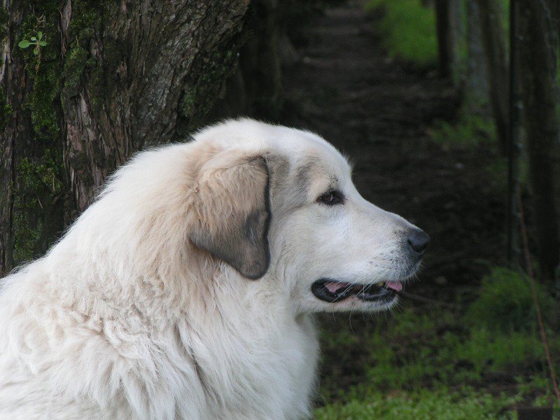 chienne avec de l'os, bon caractre vive et joueuse.<br />
recommand et championne internationale