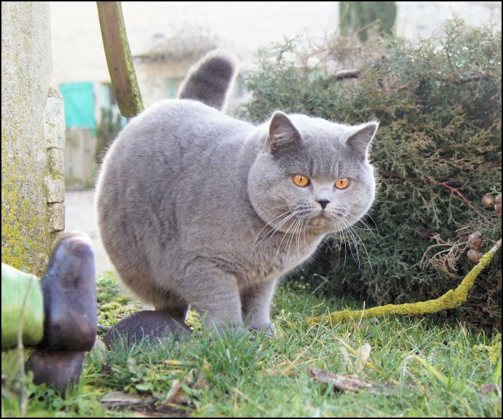 Orion vient d'Allemagne, un gros nounours super gentil !!