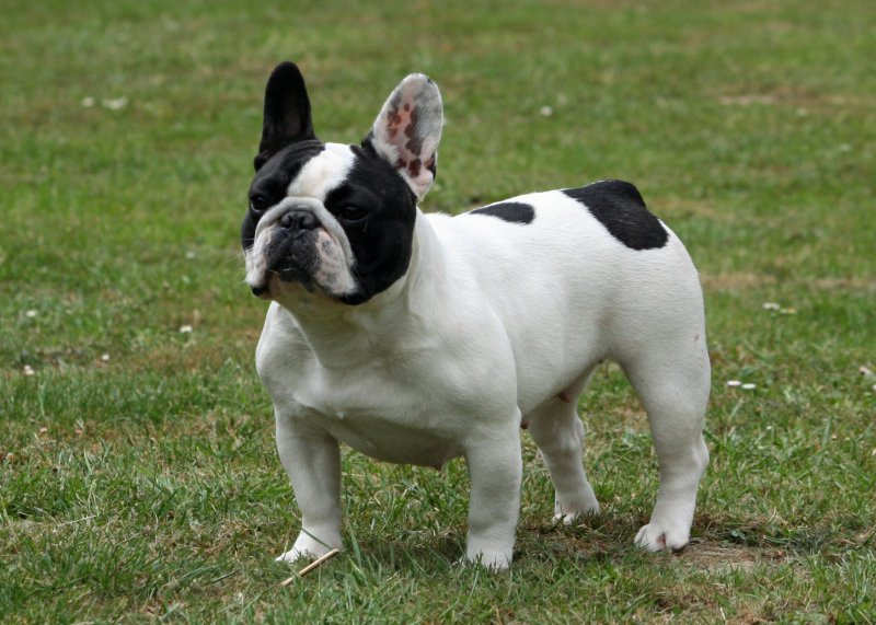 Issue de notre 1re porte de bouledogues franais, elle nous a fait la joie d'une brillante carrire en expositions et est devenue Championne de France, de Suisse et enfin du Luxembourg.