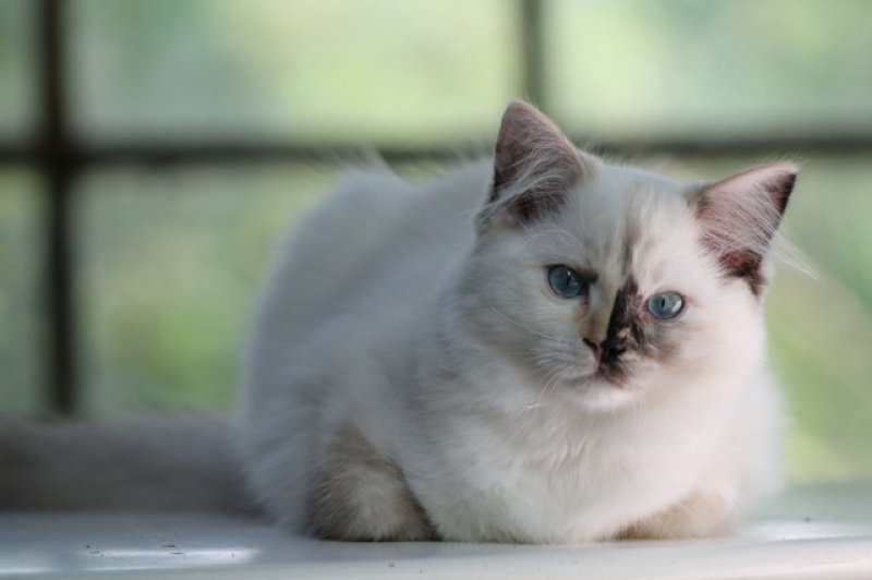 Magnifique femelle seal tortie mitted avec split face. Un beau mlange de nos deux reproducteurs, Gianadda et Oasis. Jyothika est celle que nous attendions, :) Maintenant elle grandit et nous comble de sa prsence joueuese et ronronnante de chatonne.