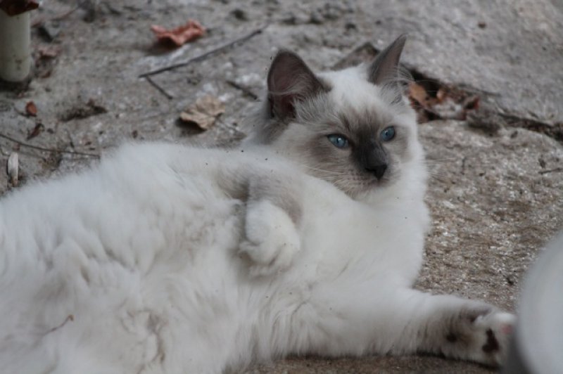 Skye est arrive des Pays-Bas en juillet 2014. Son caractre calme et doux nous ravit et elle s'intgre  vitesse grand V parmi les poilus de la maison. Une super minette au pedigree ragdoll traditionnel.