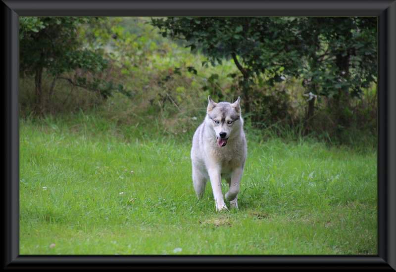 Helfy , femelle Husky Sibrien grise