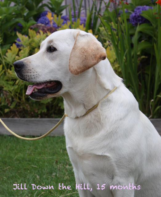 Down The Hill Labradors, Femelle Pour La Race Labrador Retriever