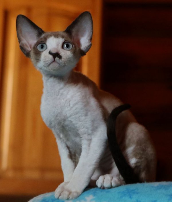 Superbe femelle, un peu timide mais qui laisse prsager de magnifiques petits pour la chatterie. Couleurs trs belles, des yeux bleus aigue marine et un curling magnifique.