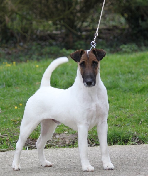 JAMES BOND Du Manoir Saint Adrien<br />
Confirm - DCC - 39 cm + TAN<br />
(Ch Glendraterra Humfri Bogart X Ch Fall In Love du Manoir Saint Adrien)<br />
Un jeune chien trs agrable,<br />
encore un grand gamin dans sa tte, trs calin comme tous les Fox.<br />
<br />
Le petit dernier de la maison !!<br />
Et encore des origines de chez Jenny et Roger<br />
(Elevage Glendraterra en UK)<br />
Un levage anglais que nous aimons particulirement,<br />
un beau travail avec des chiens trs quilibrs.<br />
Sa mre CH Fall In Love du Manoir Saint Adrien, meilleure reproductrice<br />
de la Nationale d'Elevage 2015<br />
<br />
<br />
Identification gntique, test ADN : SCC348286<br />
Filiation compatible<br />
Mre : Ch Fall In Love du Manoir Saint Adrien<br />
<br />
Excellentes origines beaut & travail