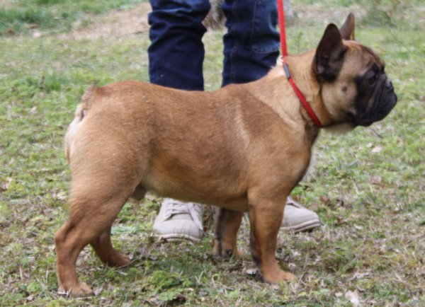 Trs joli mle bouledogue Franais fauve rouge avec un beau masque noir<br />
carr, compact, avec de l'ossature et un excellent caractre<br />
trs beau pedigree