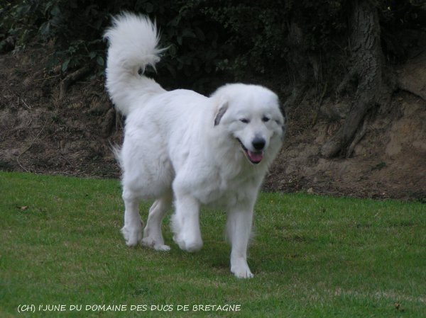 Chienne joueuse avec de l'os et une bonne bouille.. Plusieurs titre de champions a son actif.