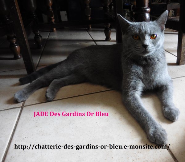 fille de Geode et Gold elle a de belles qualits au standard du chartreux, maman de Lady Lowbacca des gardins or bleu grande championne international elle produit de magnifiques chatons trs typ ...