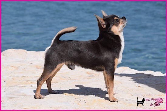 Champion de Bulgarie<br />
Cotation 4<br />
Indemne de la luxation de rotule (0/0)<br />
Test ADN