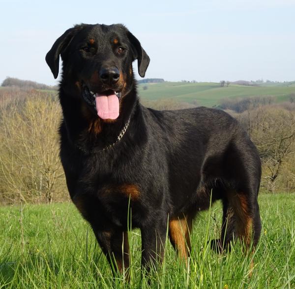 chien trs doux, travaille au troupeau sur vaches et chvres tous les jours