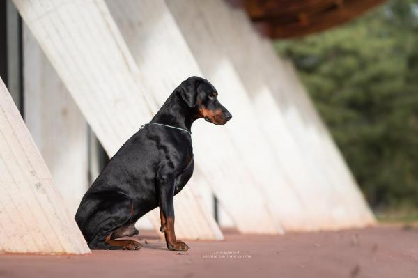 Nergal est un mle trs puissant avec une forte ossature, il mesure 71cm pour 43 kilos. Jeune champion de Monaco, MEILLEUR DE RACE Championnat de France 2019, Champion de suisse, Champion international, MEILLEUR DOBERMANN franais 2019