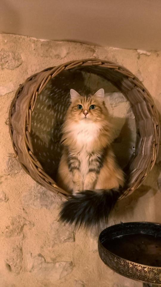 Brown blotched tabby et blanc