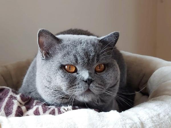 Magnifique British shorthair mle de robe bleu  ,loof ,ag de 6 ans ,  mon reproducteur , une superbe tte bien ronde et un caractre en or , un vrai 'nounours' qui fait le bonheur  la maison ; trs bonne entente avec la gente fline