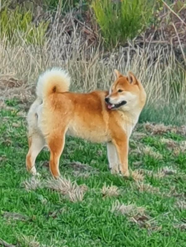 Akemi c'est notre petite Einstein elle nous ouvrait des portes  2 mois. Un amour de shiba trs intelligente, avec un excellent rappel. <br />
<br />
Lien LOF Select : https://www.centrale-canine.fr/lofselect/chien/phenikkusu-d-akemi-de-british-and-us-7390824