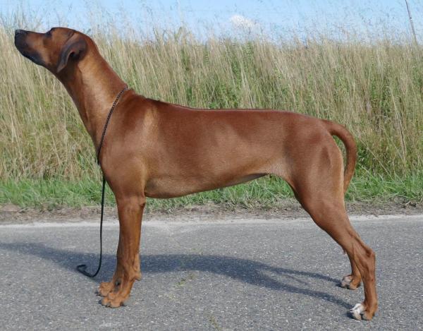 Pukqili est maintenant cte 4 suivant la grille de cotation du Rhodesian Ridgeback Club de France.