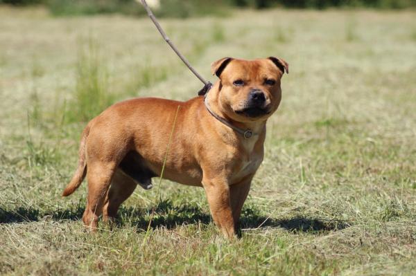 Superbe male fauve  la jolie morphologie, bien dans sa tete, disponible pour saillie sur femelle lof, confirme et teste