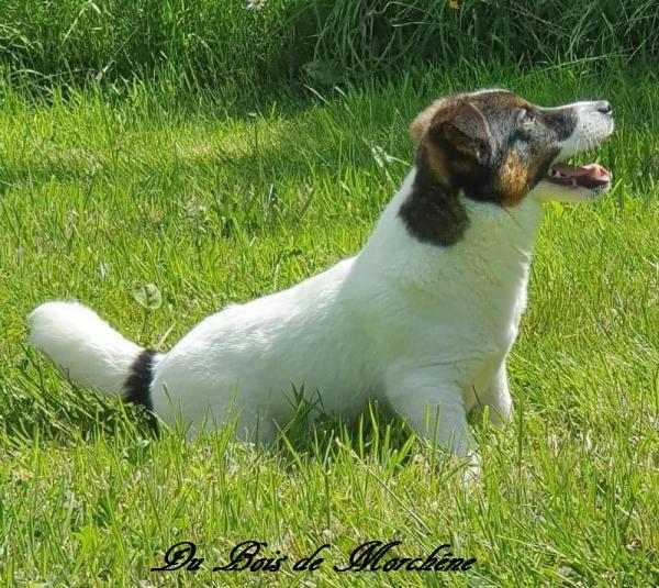 Max est un Jack Russell de couleur tricolore aux poils lissses.<br />
Sa hauteur au garrot est de 27cm.